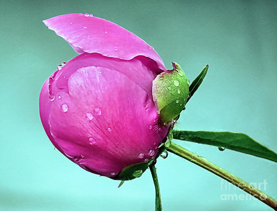 Flower Photograph - Peony Bud by Janice Drew
