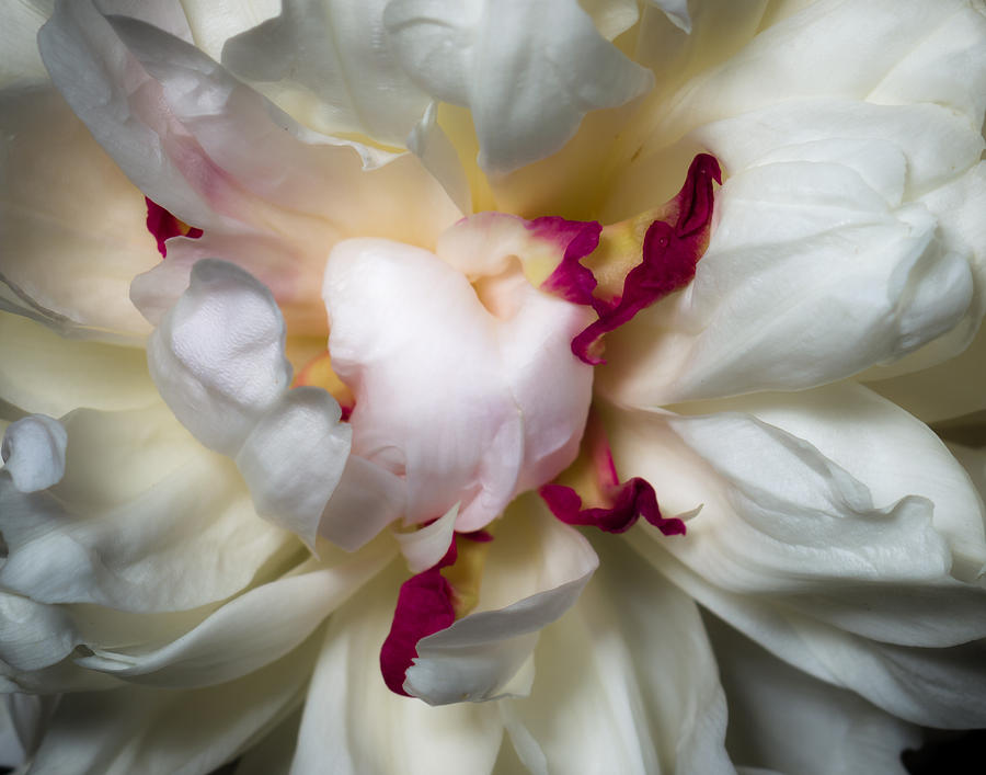 Closeup Photograph - Peony by Carl Engman Closeup Photograph - Peony by Carl Engman
