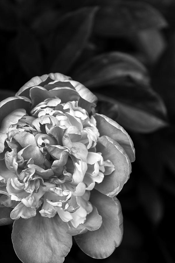 Black And White Photograph - Peony by Christine Tether