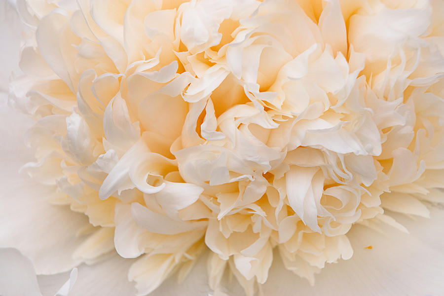 Peony Close-up in Peach Photograph by Leda Robertson