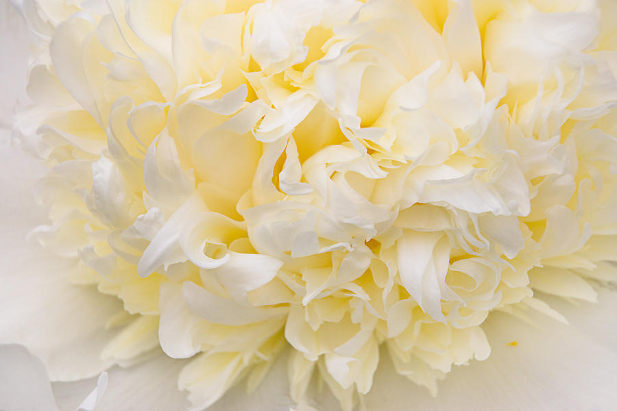 Peony Close-up in Yellow Photograph by Leda Robertson