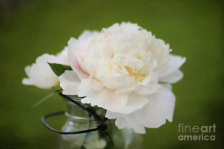 Still Life Photograph - Peony by Darren Fisher