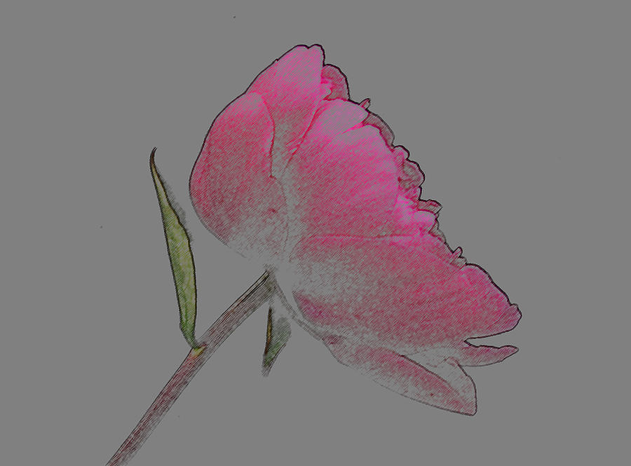 Flower Photograph - Peony Digital Art Drawing by Carol Welsh