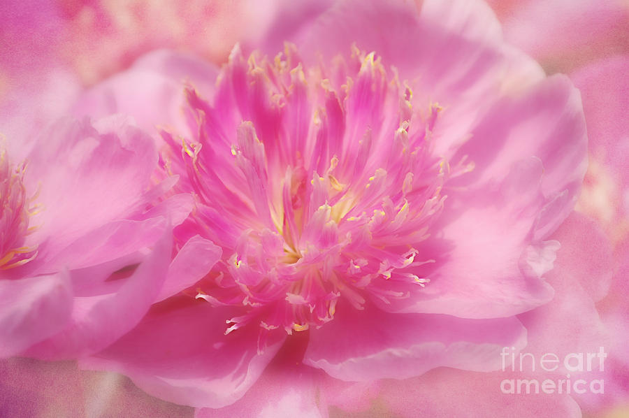 Peony Dream Photograph by Peggy Franz
