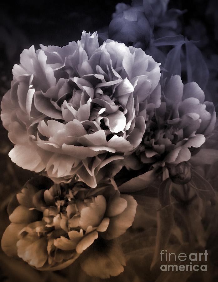 Peony Enhancement Photograph by Michelle Frizzell-Thompson