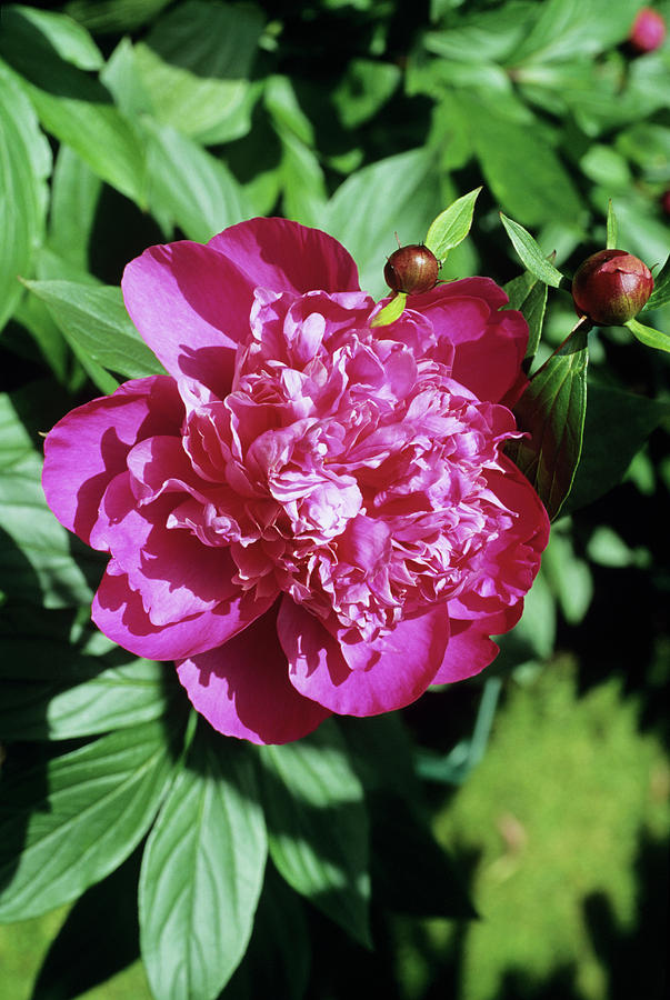 Peony Flower Photograph by Science Photo Library