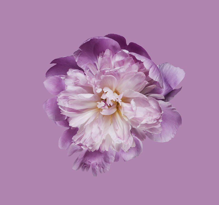 Peony flower against pink background Photograph by Jonathan Knowles