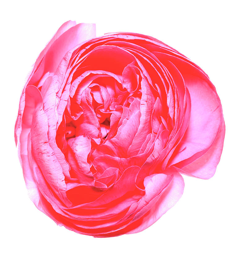 Peony Flower Photograph by Science Photo Library Peony Flower Photograph by Science Photo Library