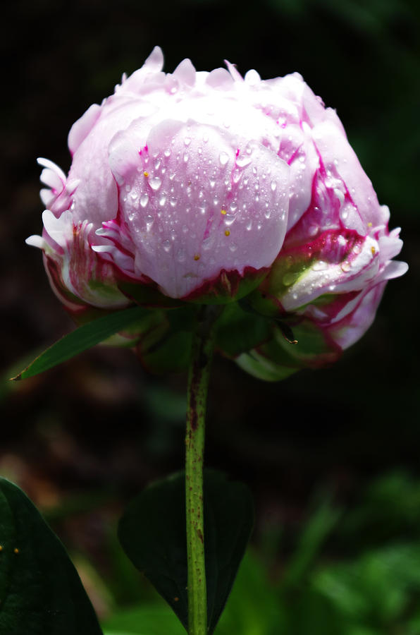 Peony Flower in the Rain Photograph by Sharon Popek