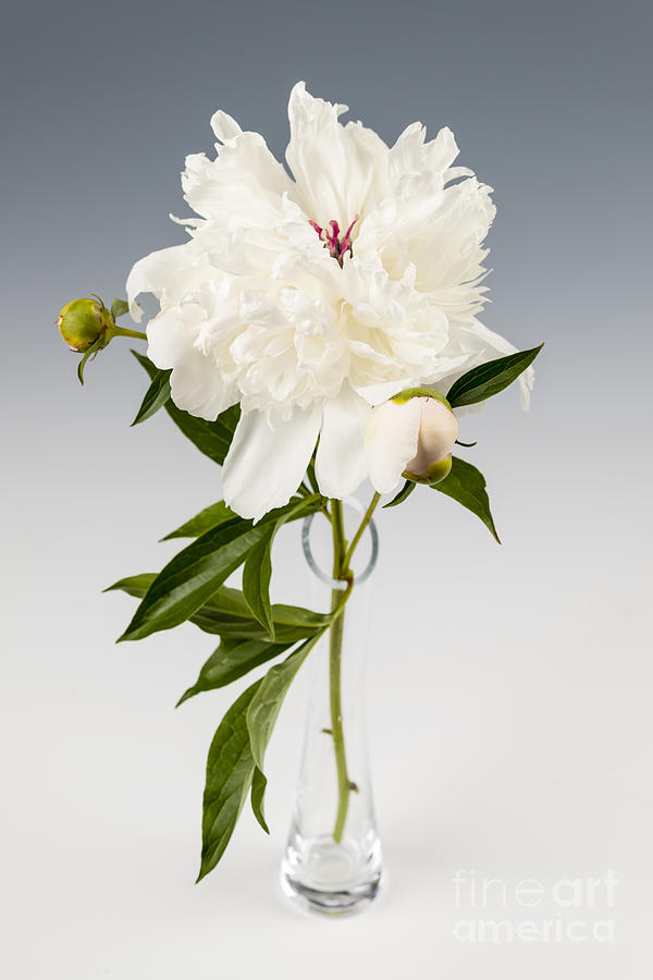 Flower Photograph - Peony flower in vase by Elena Elisseeva