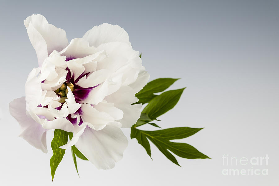 Peony flower art with leaves Photograph by Elena Elisseeva