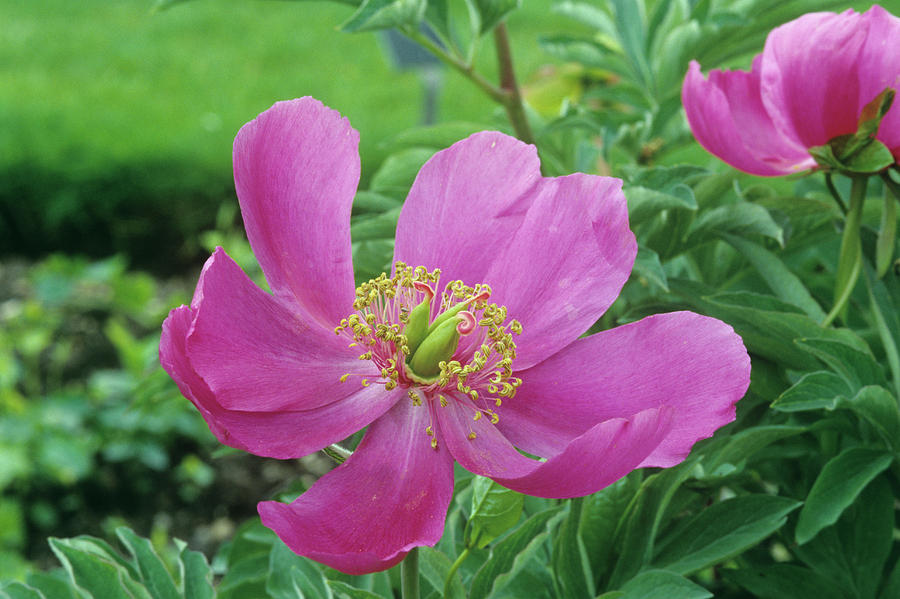 Peony Flower (paeonia Humilis) Photograph by Science Photo Library Peony Flower (paeonia Humilis) Photograph by Science Photo Library