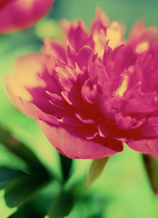 Peony Flower (paeonia Sp.) Photograph by Science Photo Library Peony Flower (paeonia Sp.) Photograph by Science Photo Library