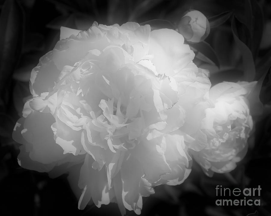 Peony Flower Phases Black And White Contrast Photograph by Smilin Eyes Treasures