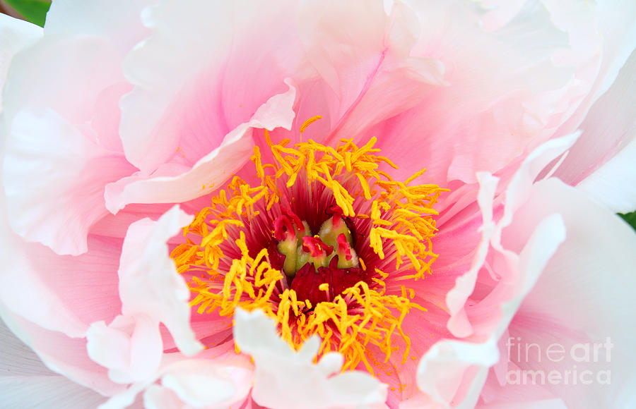 Peony Flower Pink Photograph by Charline Xia