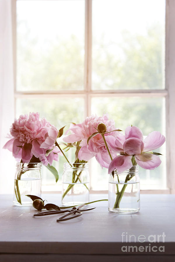 Peony flowers in glass jars near window Photograph by Sandra Cunningham