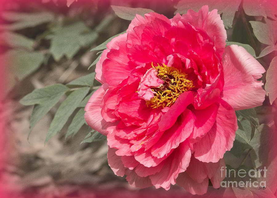 Peony Framed in Pink Photograph by Sandra Clark