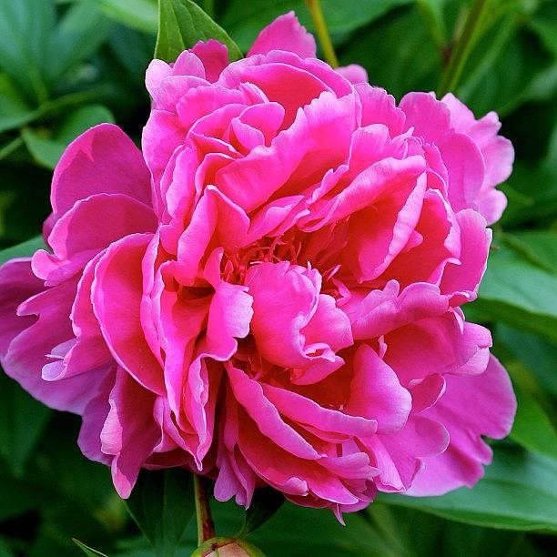 Nature Photograph - Peony Full Monty by Justin Connor