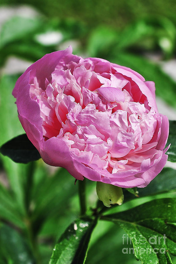 Peony Photograph by Gwen Gibson
