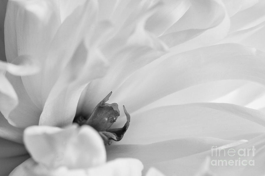 Peony in Black and White - D008460-bw Photograph by Daniel Dempster