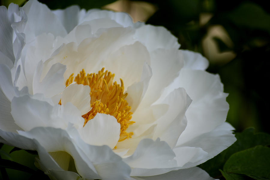 Peony in Bloom Photograph by Forest Floor Photography