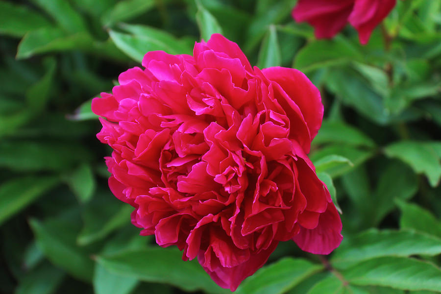 Peony in Fuchsia Photograph by Rachel Cohen - Fine Art America