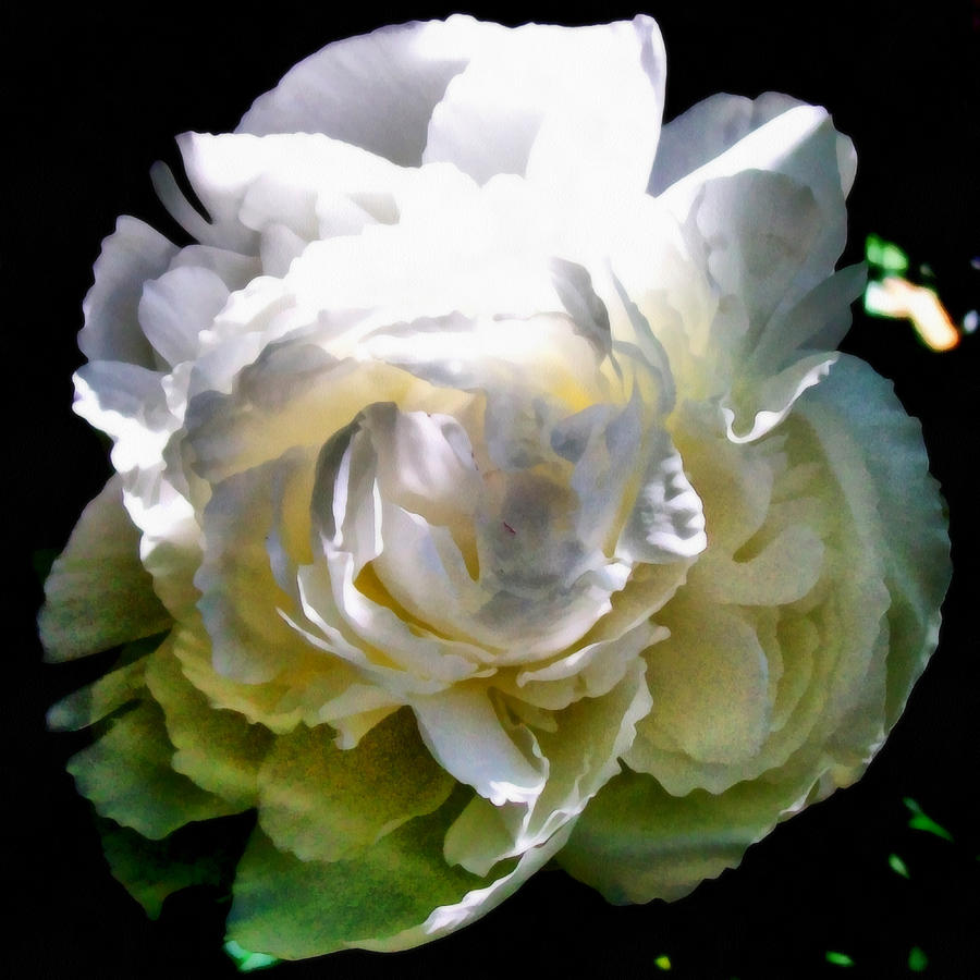 Peony in Morning Sun Photograph by Michelle Calkins