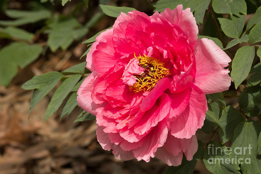 Peony in Pink Photograph by Sandra Clark