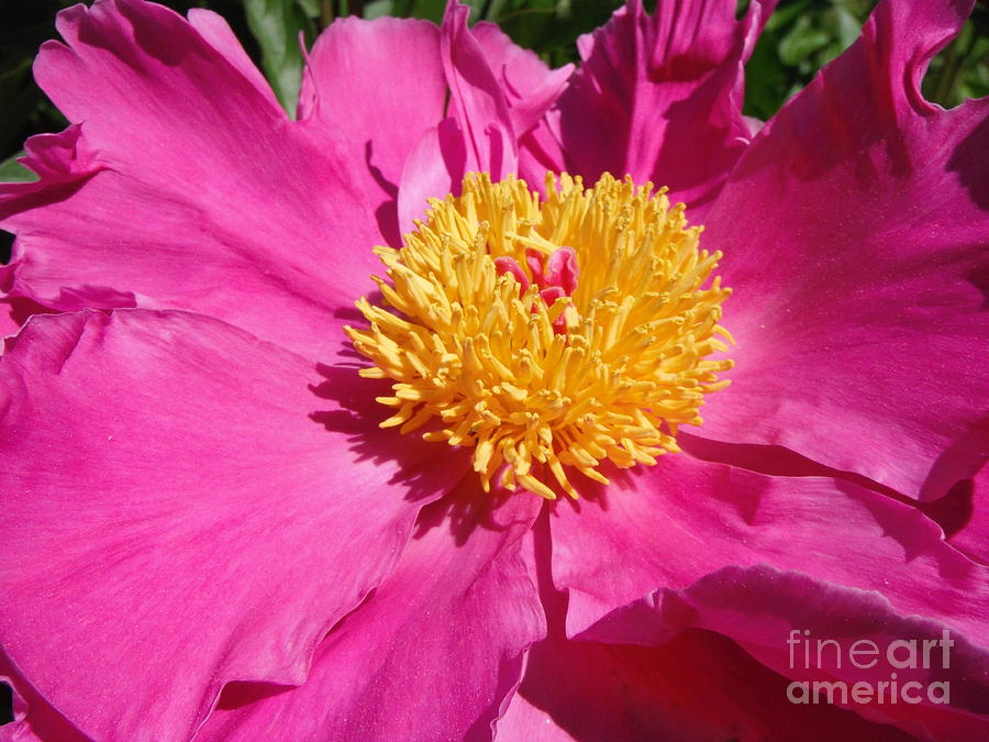 Peony Bloom Photograph - Peony In Spring by Paddy Shaffer