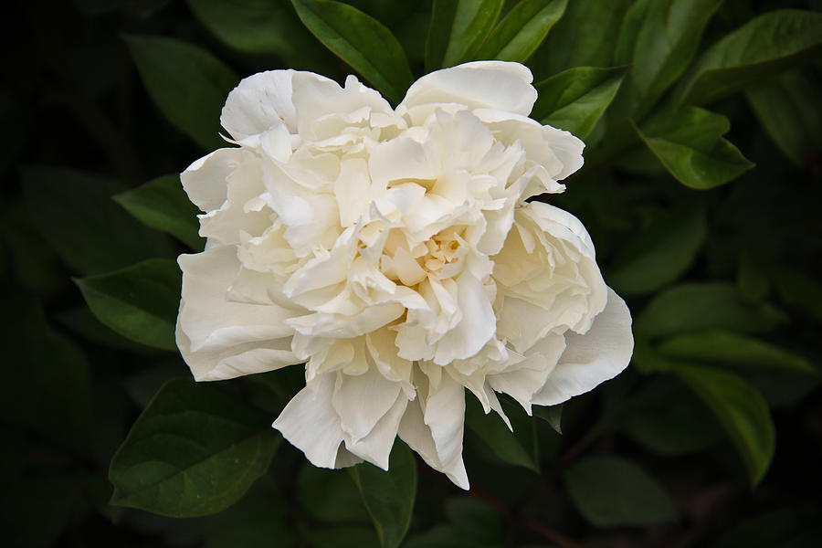 Peony in White Photograph by Rachel Cohen