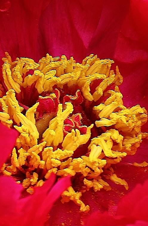 Spring Photograph - Peony Macro by Bruce Bley