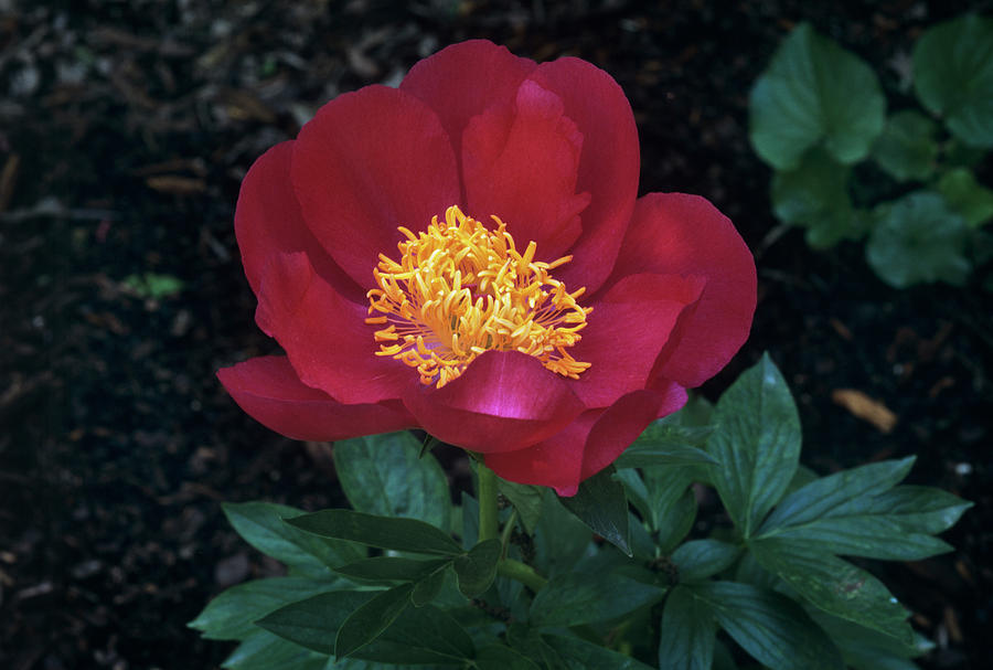 Peony (paeonia Japonica) Photograph by Science Photo Library Peony (paeonia Japonica) Photograph by Science Photo Library