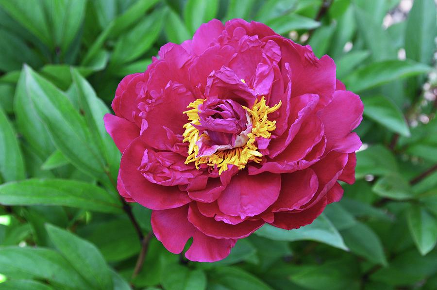 Peony (paeonia Lactiflora) Flower Photograph by Science Photo Library Peony (paeonia Lactiflora) Flower Photograph by Science Photo Library
