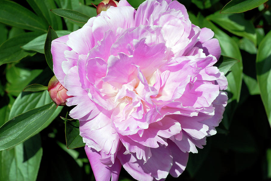 Peony (paeonia Lactiflora heirloom) Photograph by Science Photo Library Peony (paeonia Lactiflora heirloom) Photograph by Science Photo Library