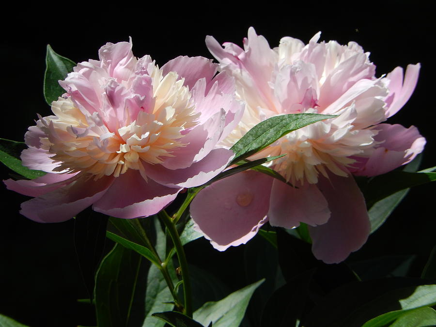 Peony Pair Photograph by Betty-Anne McDonald