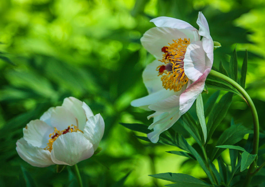 Peony pair Photograph by Jane Luxton