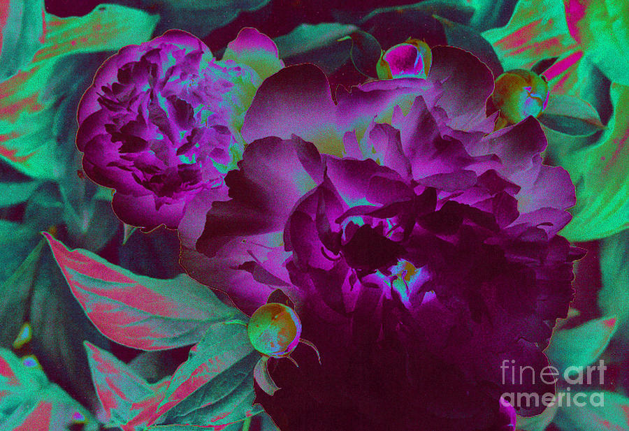 Peony Passion Photograph by First Star Art