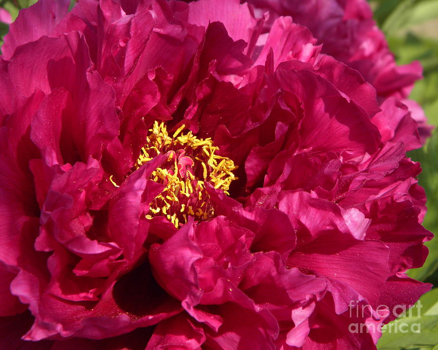 Peony Passion Photograph by Sharon Woerner