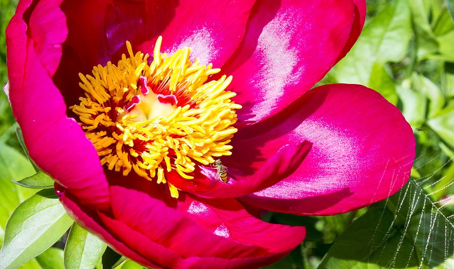 Peony Photograph by Pat Cook