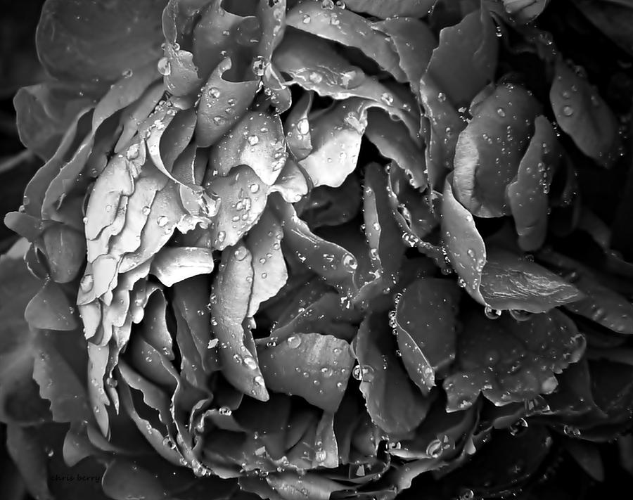 Peony Petals and Raindrops  Photograph by Chris Berry