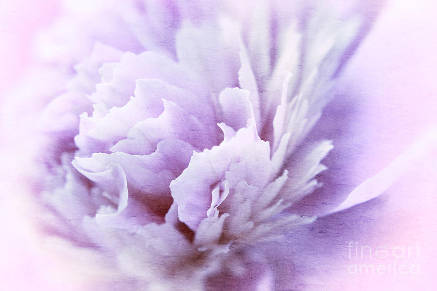 Peony Petals Blue Texture Photograph by Charline Xia