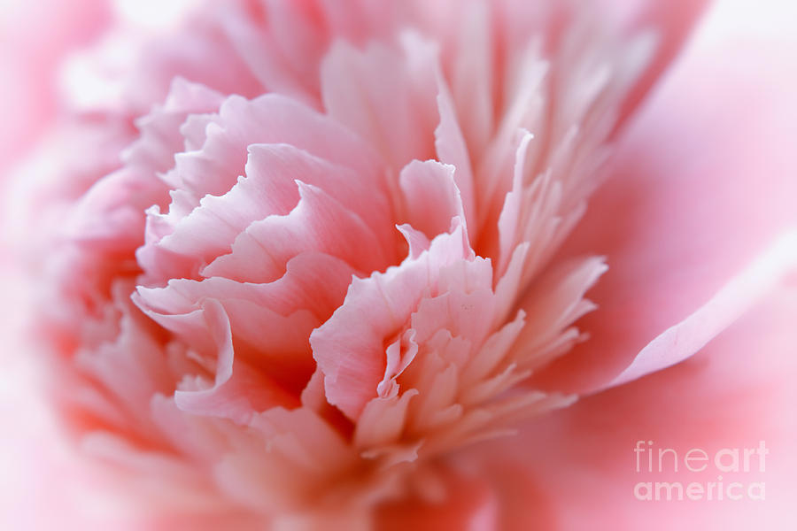 Peony Petals Coral Pink Photograph by Charline Xia