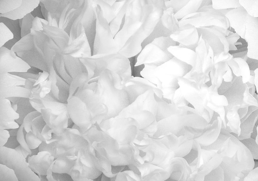 Peony petals Photograph by Denise Beverly