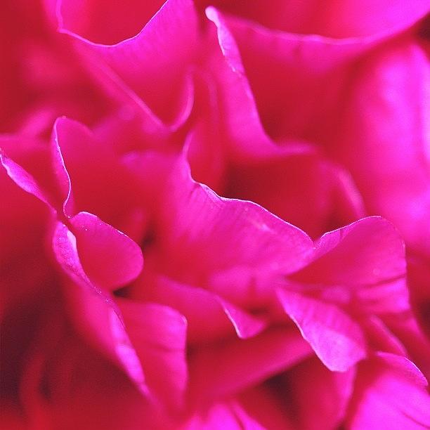 Flowers Still Life Photograph - Peony Petals #rise #flower #outside by Unique Louise