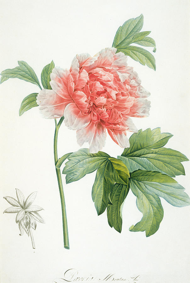 Flower Painting - Peony by Pierre Joseph Redoute