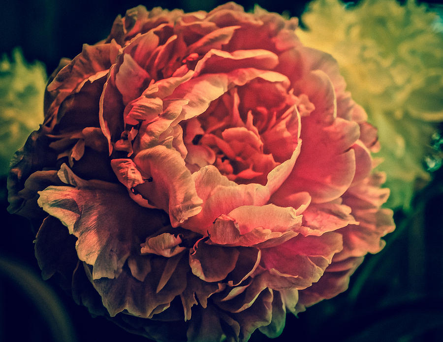 Flower Photograph - Peony Pink by Ronda Broatch