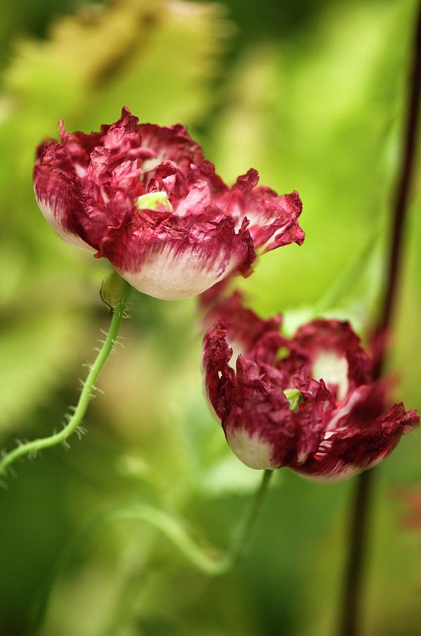 Peony Poppies Photograph by Science Photo Library Peony Poppies Photograph by Science Photo Library