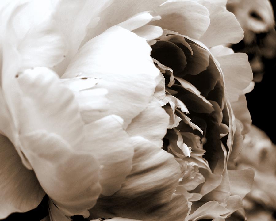 Black And White Photograph - Peony Profile by Mamie Gunning