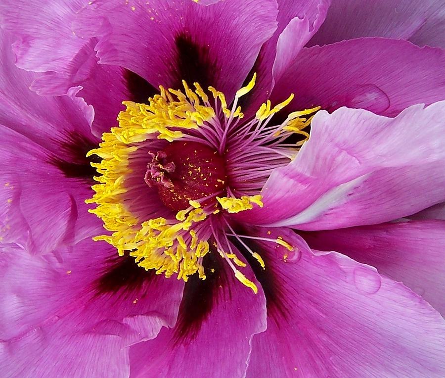 Peony Revealed Photograph by Peter Mooyman