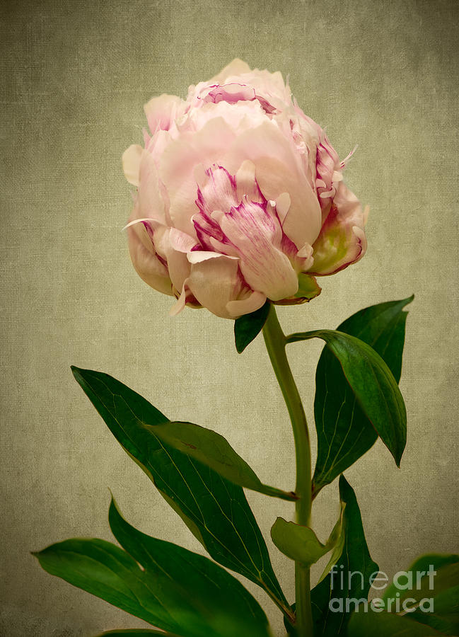 Peony Rose Photograph by Matt Malloy